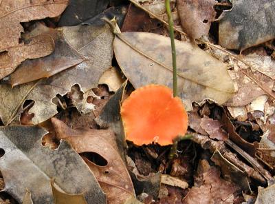 Mushroom, identity unknown, Leesylvania SP, Prince William Co, VA