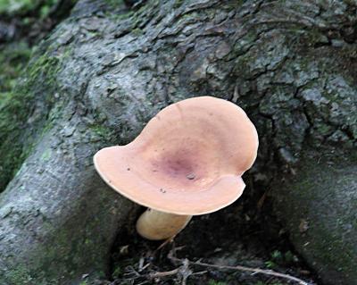 Mushroom, identity unknown, Prince William Forest Park, Pr Wm Co, VA