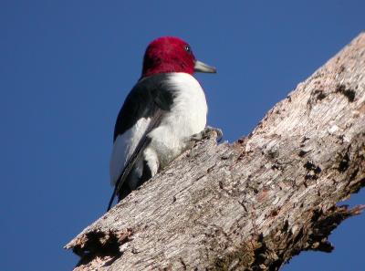 Red-headed Woodpecker