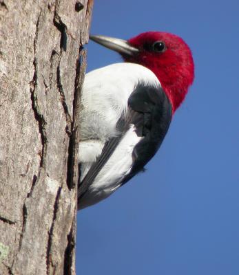 Red-headed Woodpecker