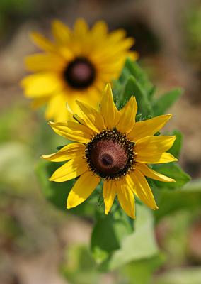 sunflower5.jpg