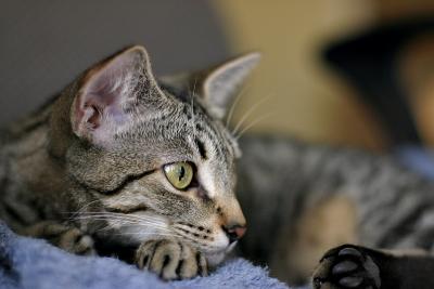 rosco1.8.jpg