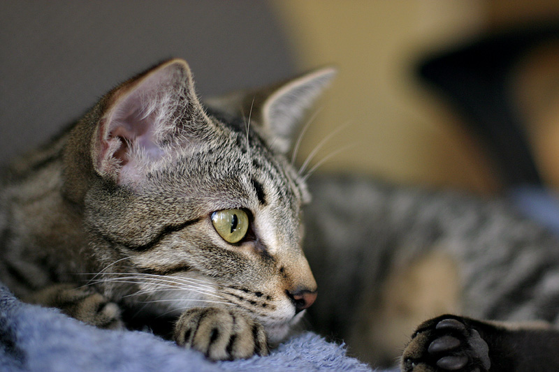 rosco1.8.jpg
