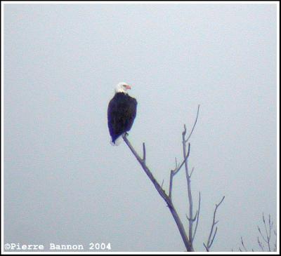 Pygargue à tête blanche (Bald Eagle) Chambly