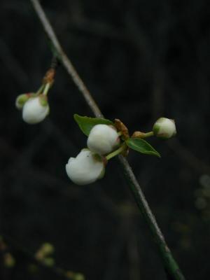 P1010019.jpg