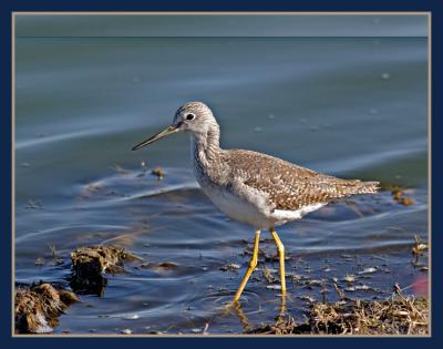 Lesser Yellowlegs