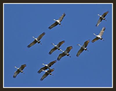 Squadron of Sandhill Cranes