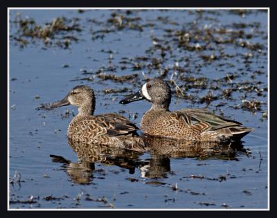 Blue Winged Teals (Male + Female)