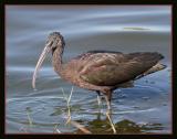 Glossy Ibis