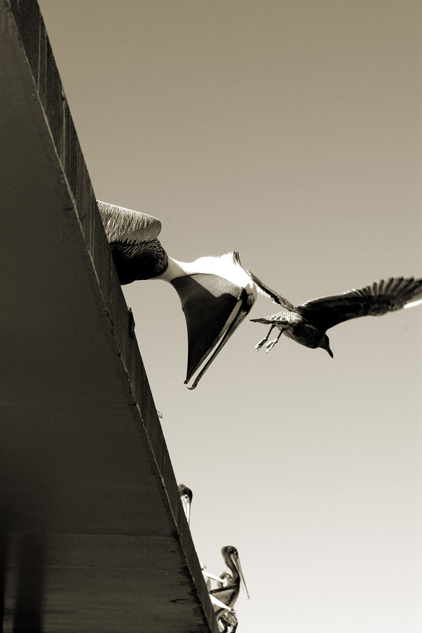Pelican Brief 2