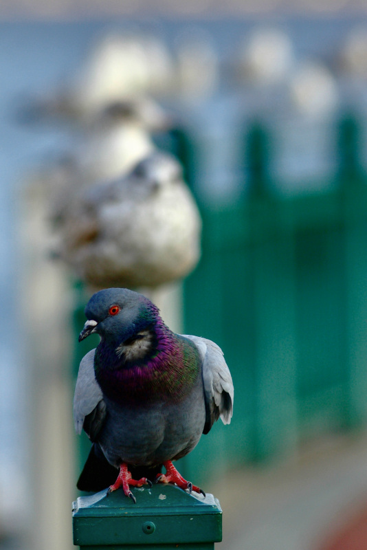[1st] Jonathan Livingston Pigeon