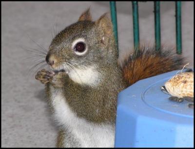 Trying A Sunflower Seed