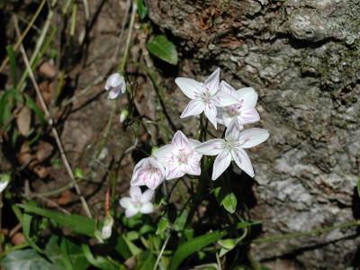 Macro of Spring Beauties