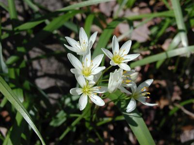 False Garlic
