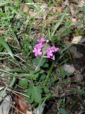 Rose Vervain