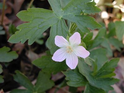 Cranesbill Geranium