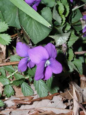 Violet