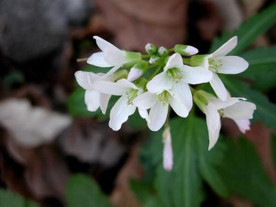 Toothwort