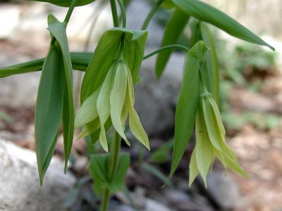 Bellwort