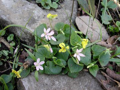 Spring Beauties and Yellow Violets