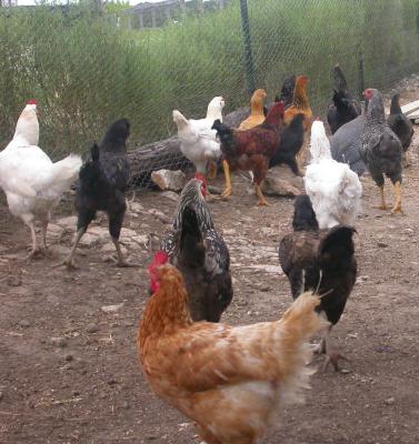 I cant even photograph the chickens!