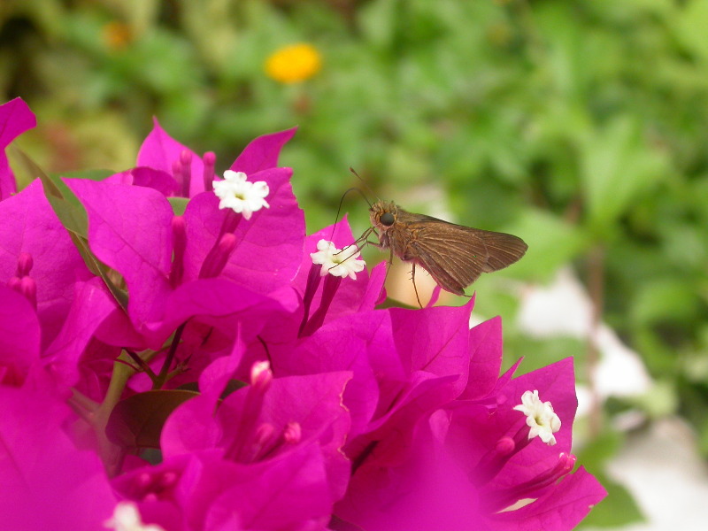 Skipper on Bougainvillia