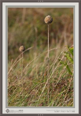 u8/pgordebeke/medium/37463251.CRW_1954_frame.jpg