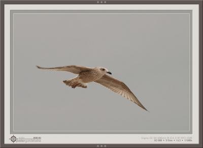 u8/pgordebeke/medium/37463262.CRW_2010_frame.jpg