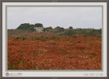 Glowing red heathland