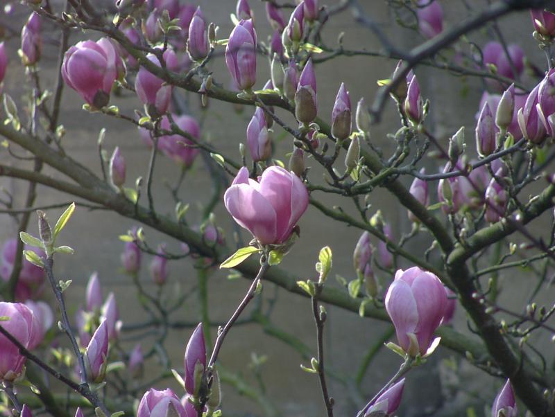 It was Spring and the Magnolias were in bloom