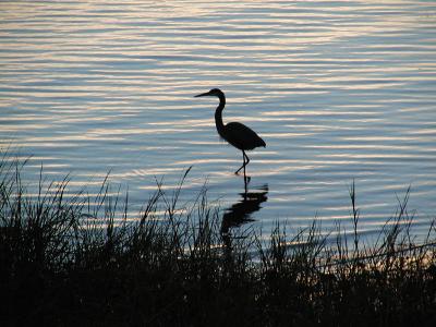 Blue Heron silhouetted at dusk