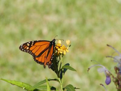 Monarch on Yellow Milkweed