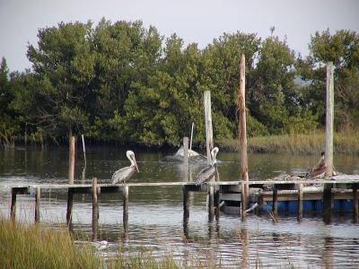 Pelicans
