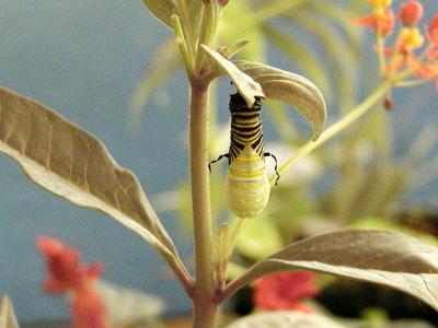 Monarch Caterpillar changing into Chrysalis