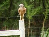 Hawk hunting in backyard