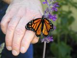 Putting the new butterfly onto a flower