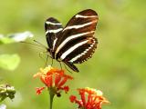 Zebra Longwing