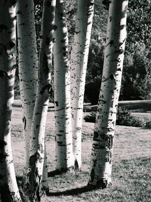 Aspens