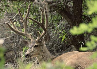 Deer Resting Near Riggins