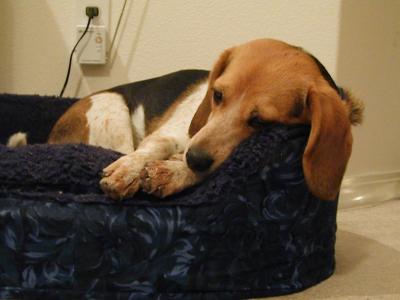 u8/photoleon/medium/37487759.shiloh_bed.jpg