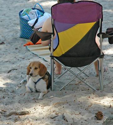 Shiloh Hangin in the Shade