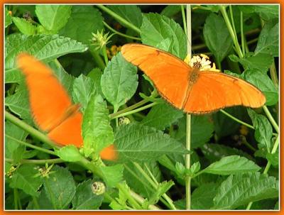 Orange Butterflies