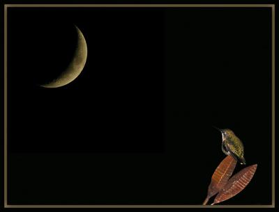 Moon Gazing