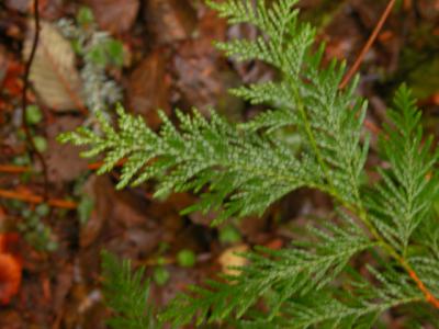 u8/photos123/medium/37536910.cedar.jpg