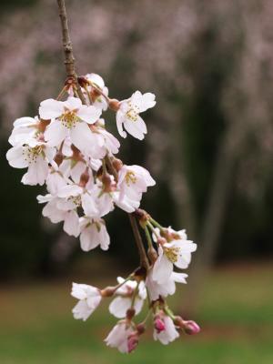 Weeping Cherry Blossoms