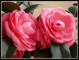 Camellias, Spring 2002