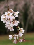 Weeping Cherry Blossoms