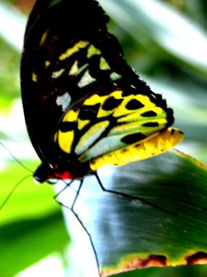 u8/picsels/medium/32860759.Butterflywithredchestandyellowbelly.jpg