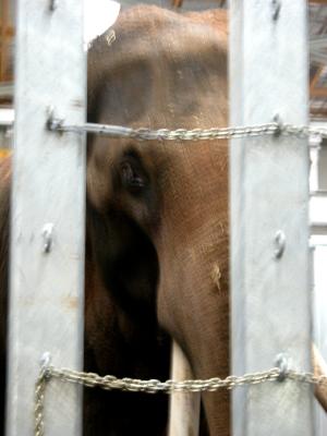 u8/picsels/medium/32862977.SadElephant2.jpg