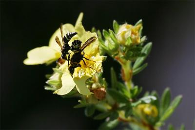 bee1-pb.jpg